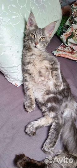 Котята мейн-кун