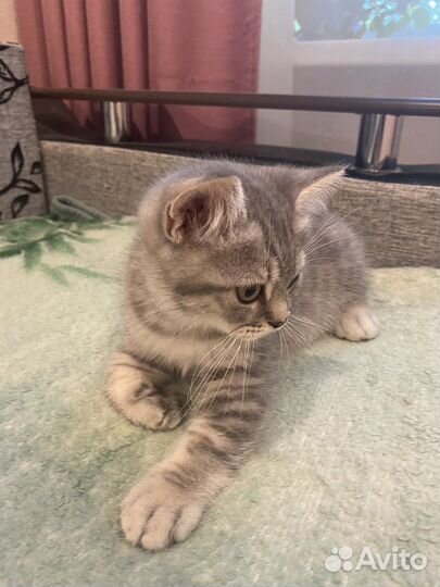 Британские котята