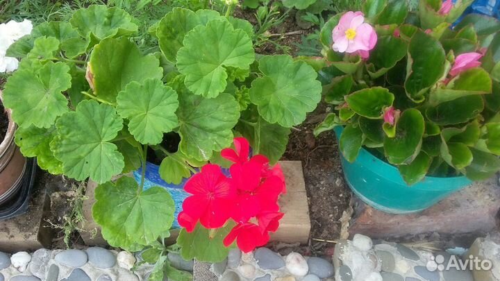 Герани. Образцы цветения