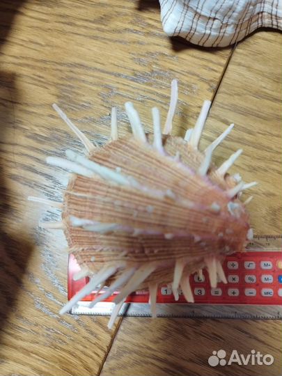 Раковины моллюсков, ракушки