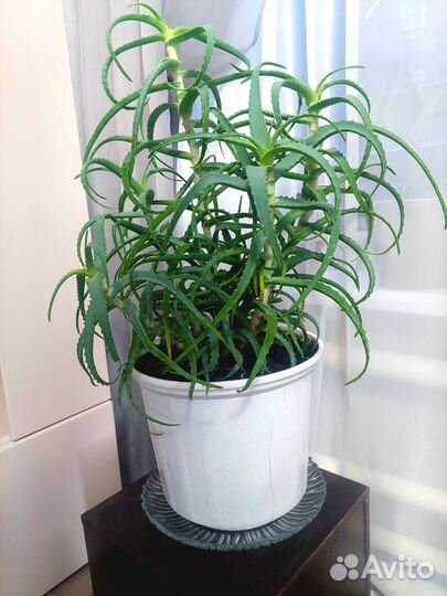 Алоэ древовидное