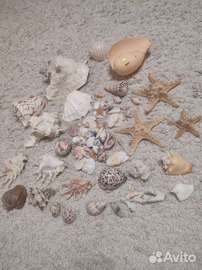 Огромный пакет ракушек и морских звезд