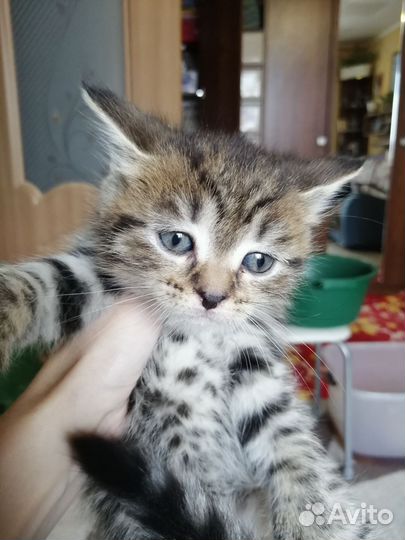 Котята в добрые руки, 1 месяц, к лотку приучены