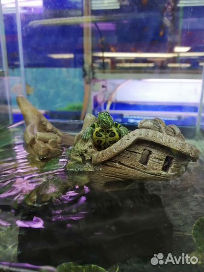 Красноухая черепаха маленькая