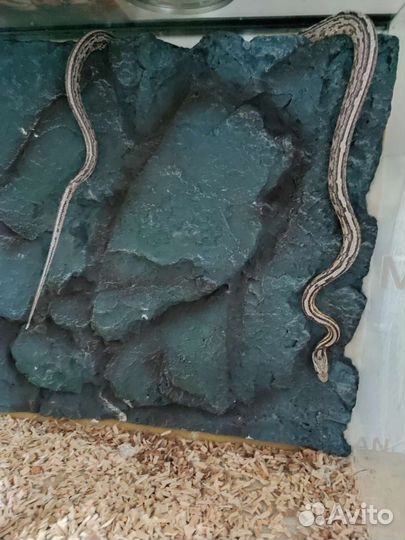 Маисовый полоз с террариумом