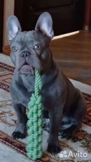 Французский бульдог кобель лиловый Вязка