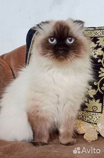 Шотландская Хайленд фолд