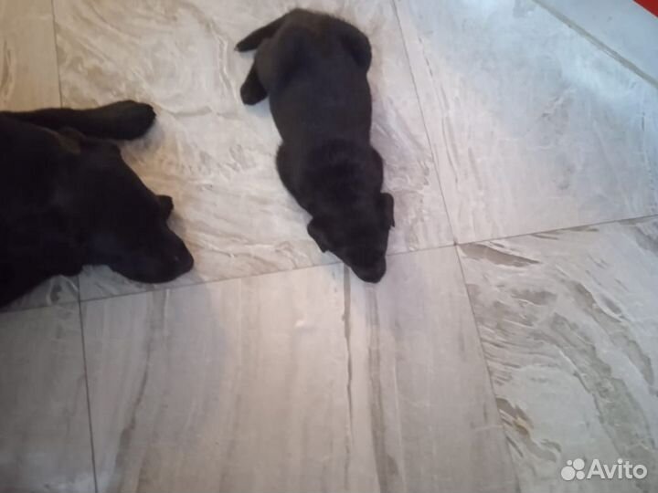 Продаются щенки