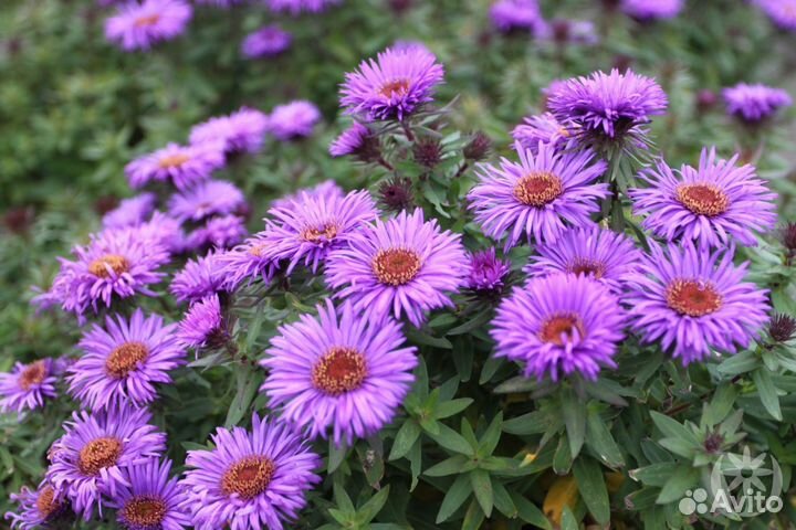 Высокие многолетники и много других растений