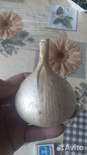 Лук Суворовский