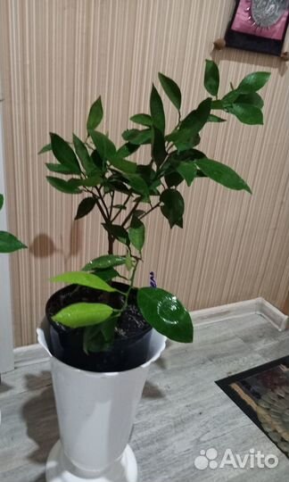 Цитрусовые растения для дома