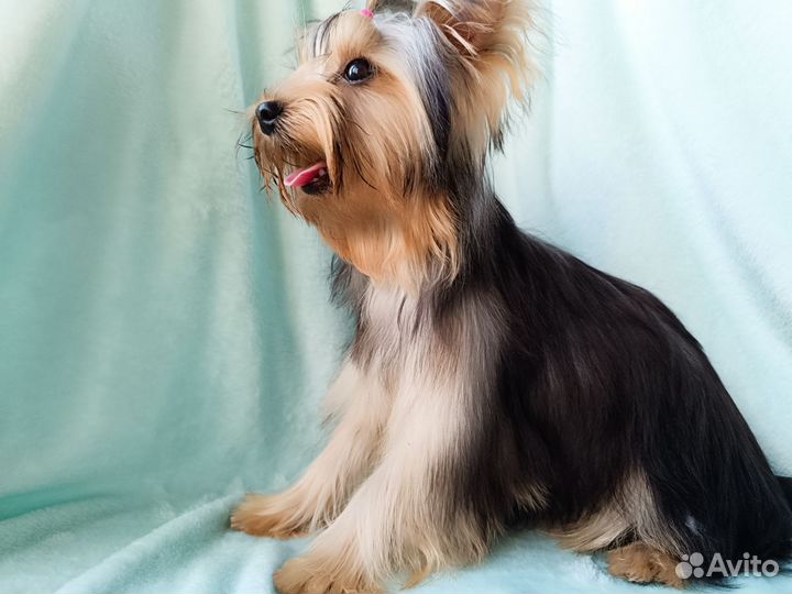 Йоркширский терьер щенки бесплатно