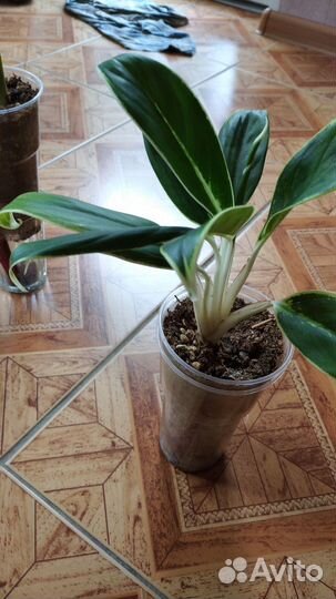 Аглонемы домашние