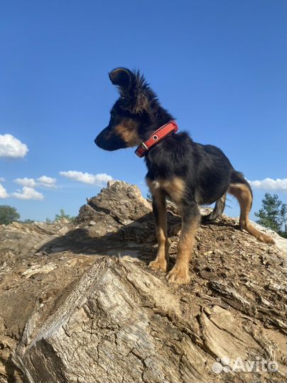 Собака в добрые руки отдам бесплатно