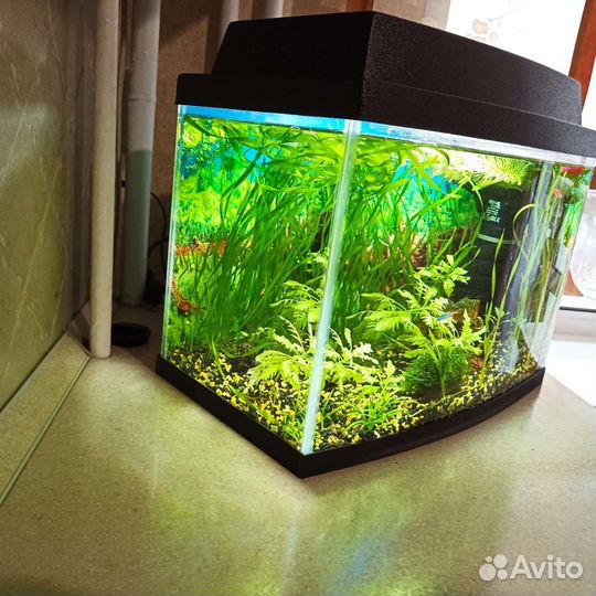 Аквариум