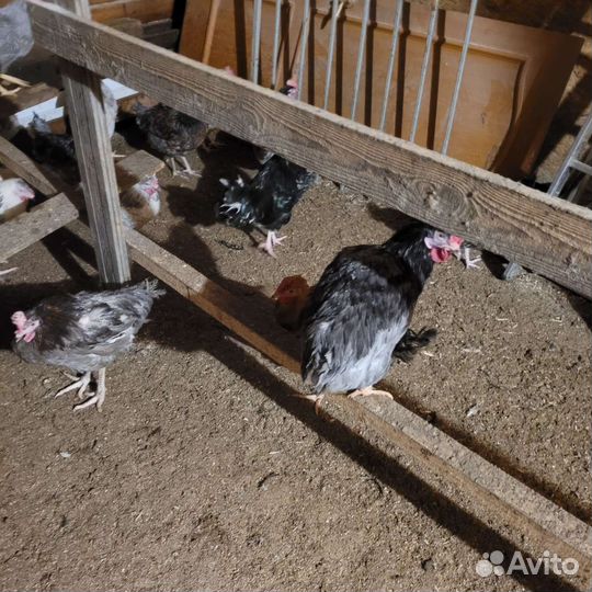 Петушки Доминанты, Идюшата