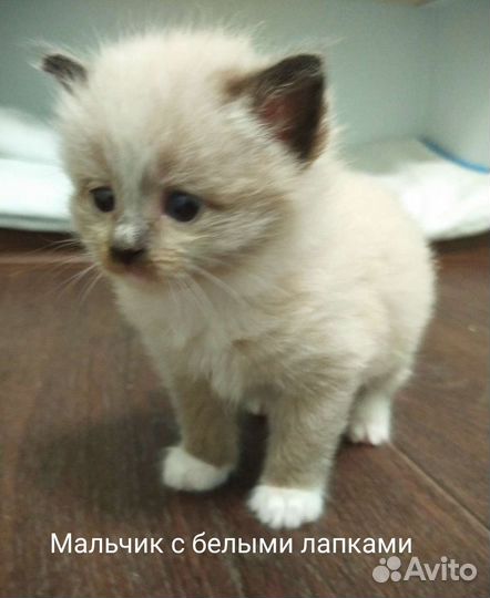 Кошка в дар бесплатно