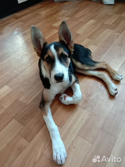 Собака в добрые руки отдам бесплатно