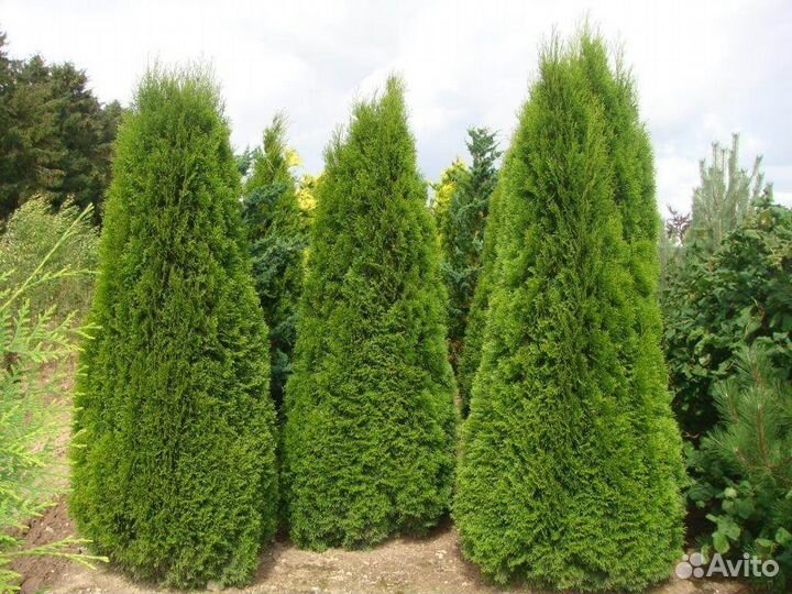 Туя западная смарагд