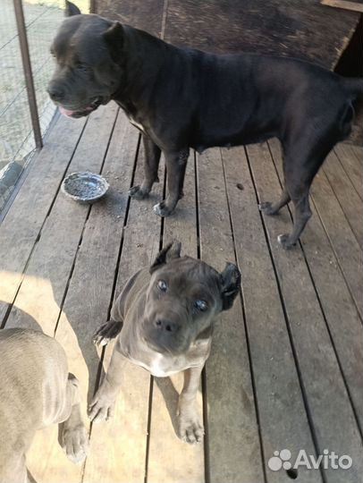 Щенки Кане Корсо