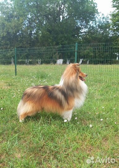 Шелти малыши