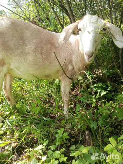 Поросята вьетнамские легченые. Козы