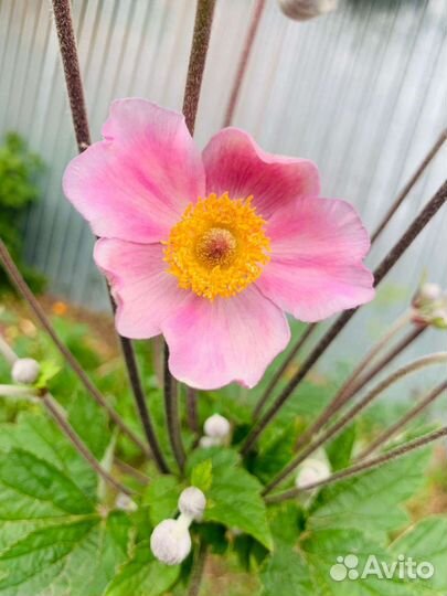 Анимона японская