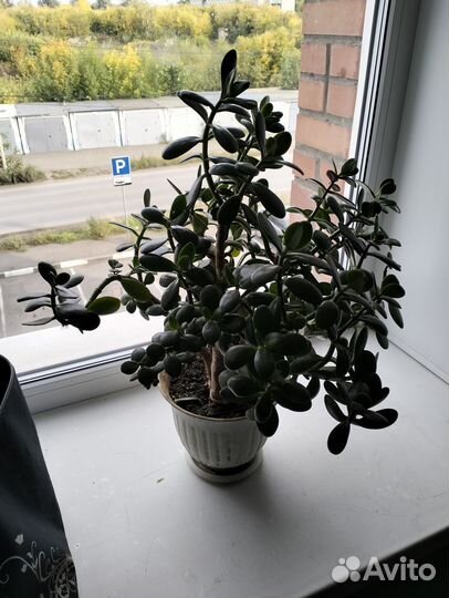 Комнатные цветы