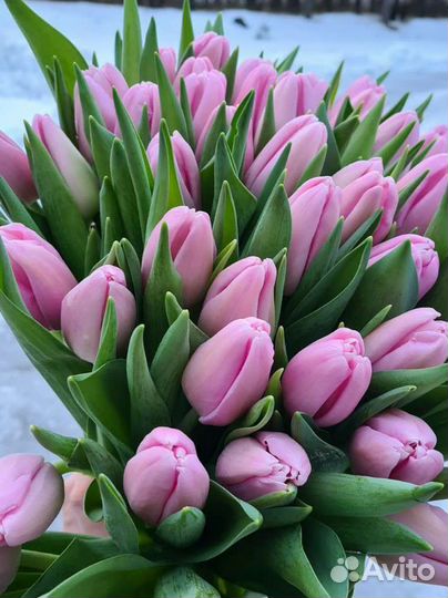 Тюльпаны опт, Брянск