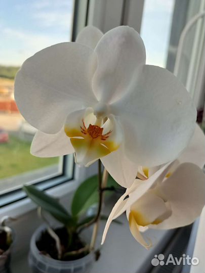 Орхидея
