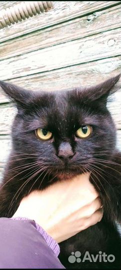 Ласковая киса Куцехвостик-мышеловка/стерильная