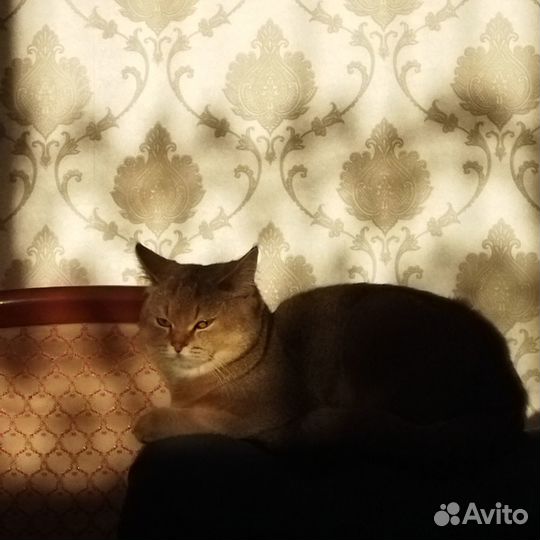 Золотая шиншилла, кот на вязку