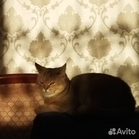 Золотая шиншилла, кот на вязку