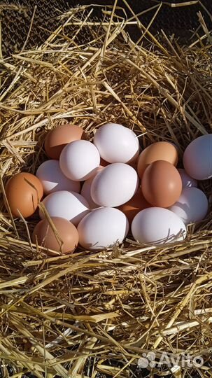 Яйцо домашнее