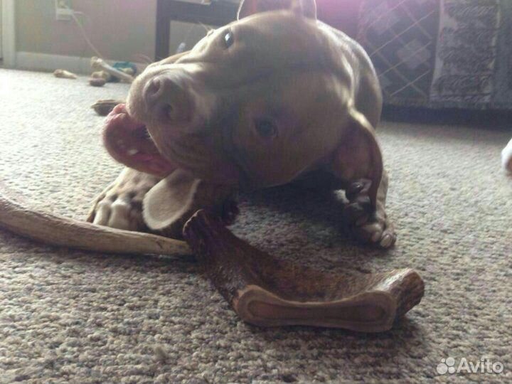 Рога лося для собак