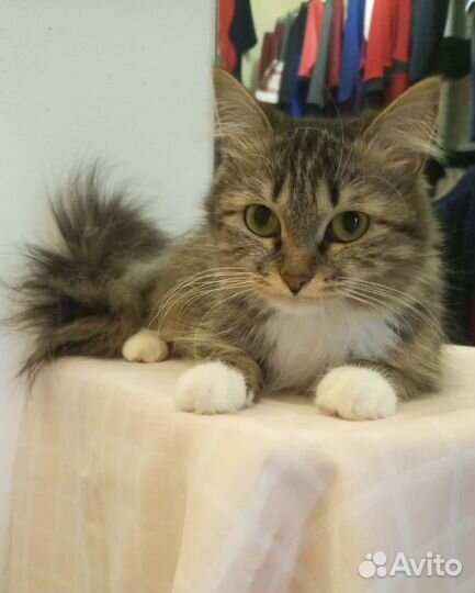 Кошка Мишель 1 год