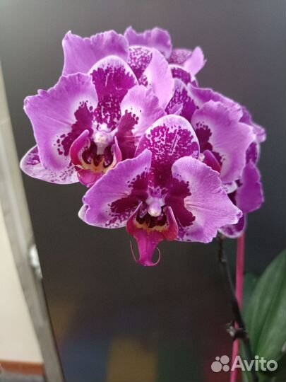 Орхидея Бинти бабочка