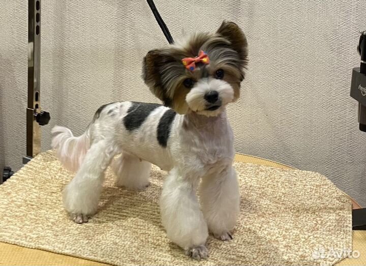 Профессиональный грумер стрижка собак