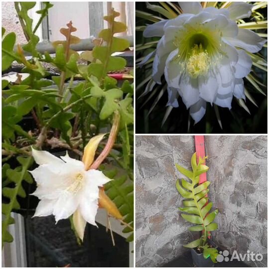 Ампельные вьющиеся лианы