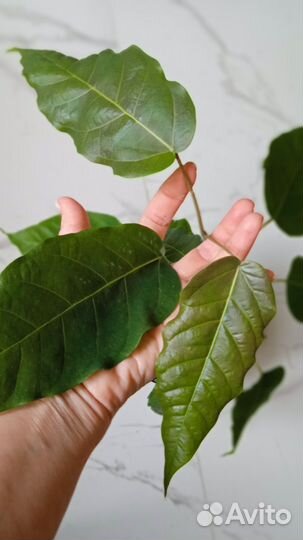 Фикус Браун лиф Т29