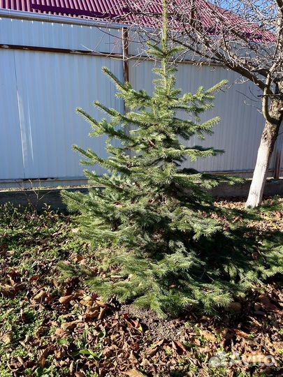 Ель голубая