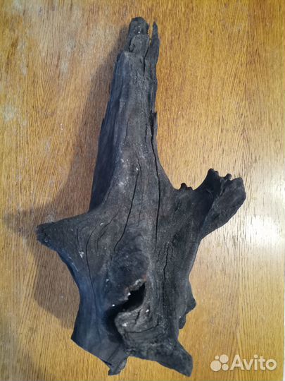 Коряга мангрового дерева