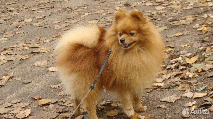 Вязка замечательный шпиц