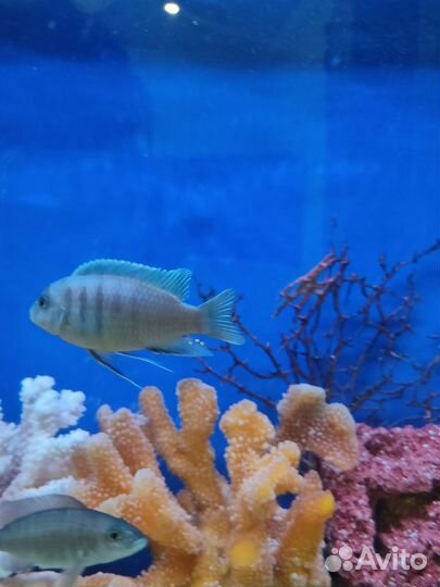 Рыбки цихлиды