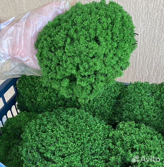 Стабилизированный мох. Мы в Омске