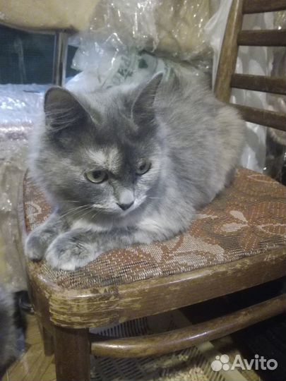 Лиза ищет дом
