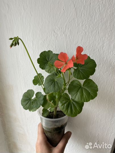 Пеларгония герань