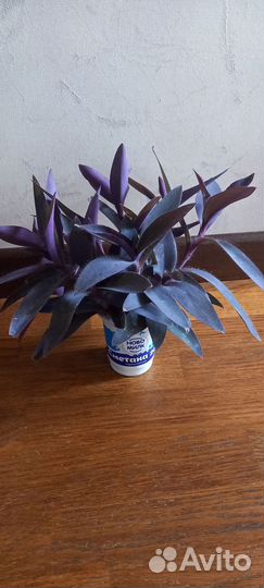 Традесканция