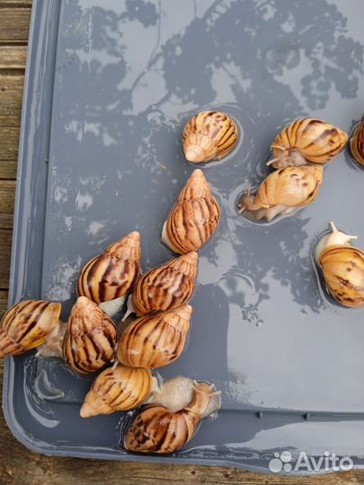 Улитки ахатины