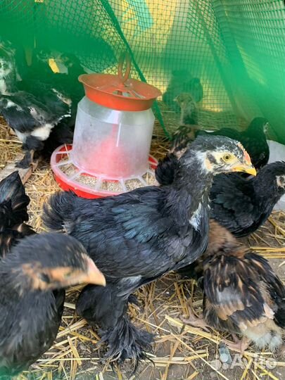 Кохинхин цыплята и куры